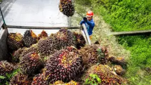 Harga CPO Melonjak, Dorongan Utama Kebijakan Biodiesel B50