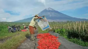 BRI Salurkan Rp84,36 T KUR Januari–Mei, Mayoritas Mengalir ke Pertanian