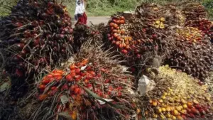 Harga CPO Sentuh Level Terendah Tiga Pekan, Tekanan Dari Ringgit dan Minyak Nabati