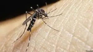 Peringatan Hari Dengue Sedunia: Pengendalian Vektor dan Deteksi Dini Jadi Prioritas