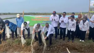 PGN dan BRIN Luncurkan Minapadi Salin di Batang, Integrasikan Padi, Ikan Nila, dan Rumput Laut