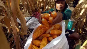 Lahan Mangkrak 30 Tahun di Kulon Progo Berubah Jadi Sentra Jagung Produktif