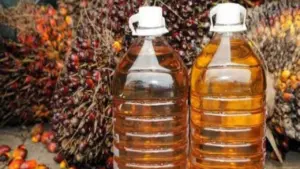 Harga CPO Melonjak Dua Hari Beruntun, Didukung Minyak Nabati dan Pelemahan Ringgit