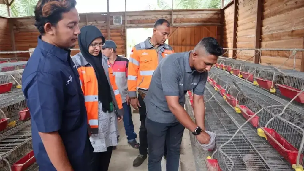 Sakeladera: Dari Sampah Kelapa Jadi Pakan, Peternak Lhoknga Hemat 60%