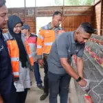 Sakeladera: Dari Sampah Kelapa Jadi Pakan, Peternak Lhoknga Hemat 60%